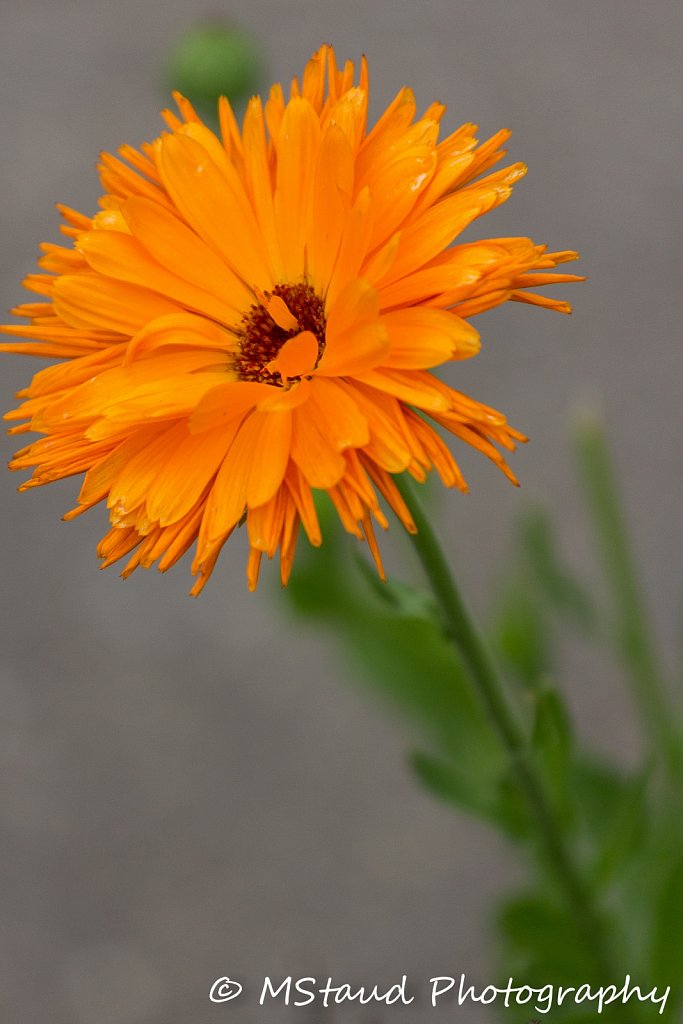 IMG-0225.jpg