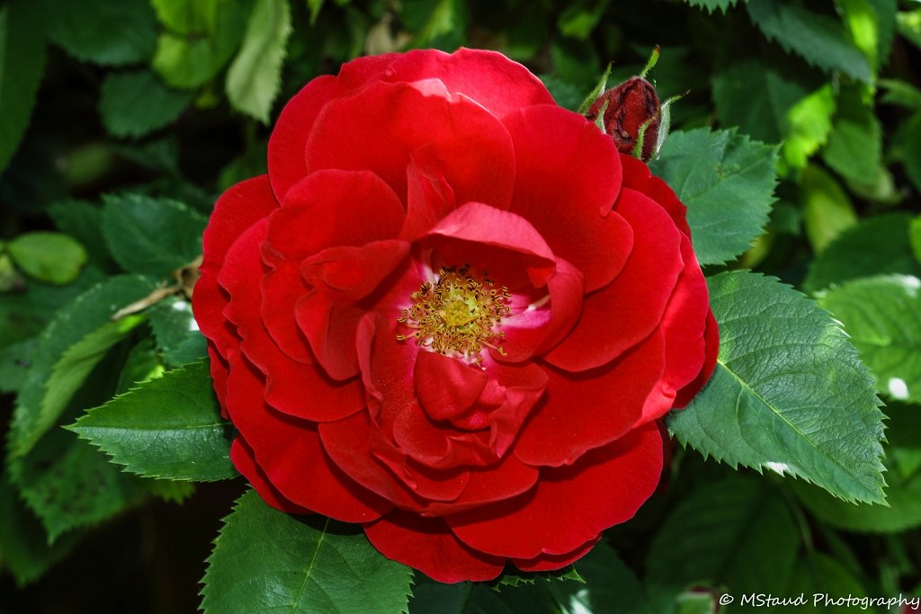 Rosenmacro.jpg