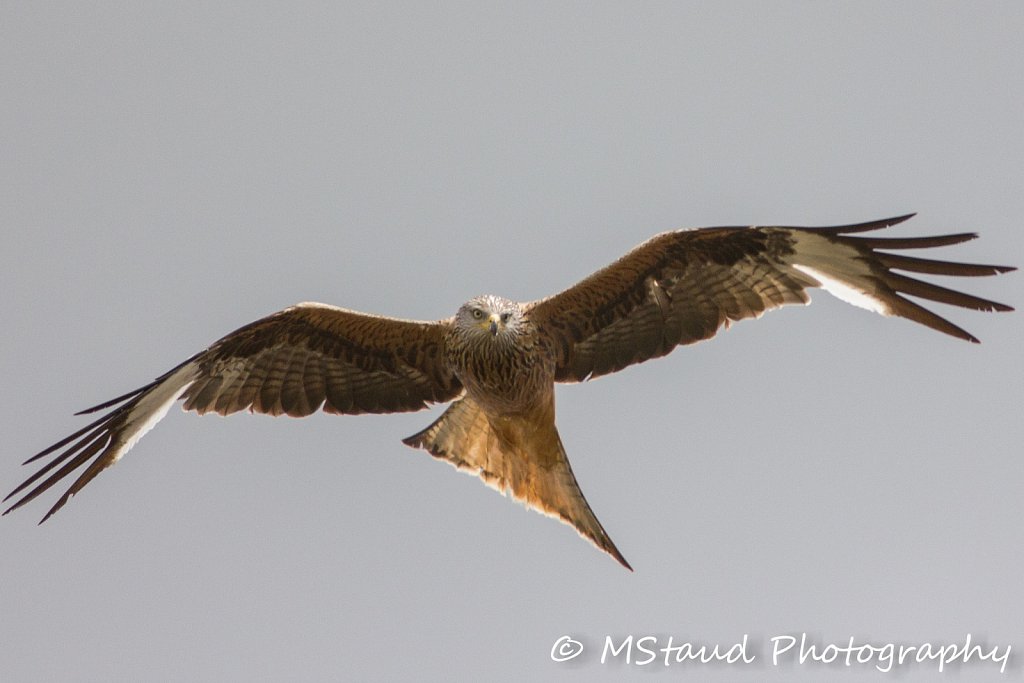 35695352862-ef750c2264-k.jpg
