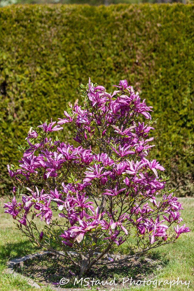 Magnolie-Rosa-IMG-2261.jpg