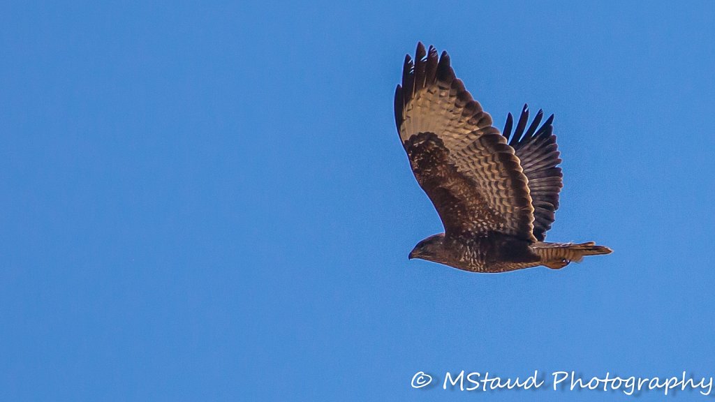Maeusebussard-IMG-1824.jpg