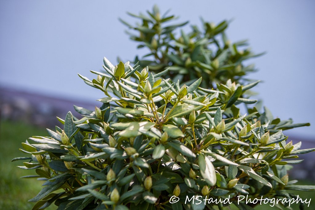 Rhododendron-White-IMG-2359.jpg