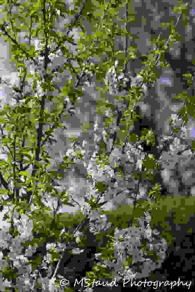 Kirschbaum-IMG-2365.jpg