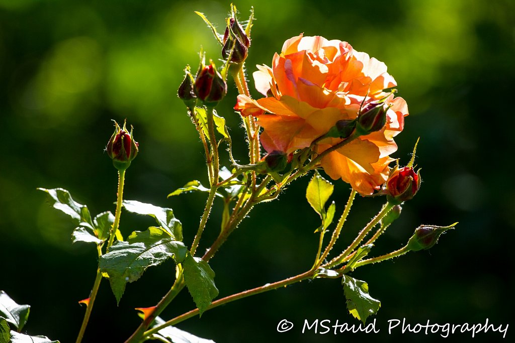 IMG-9836.jpg